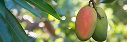 Mango tree