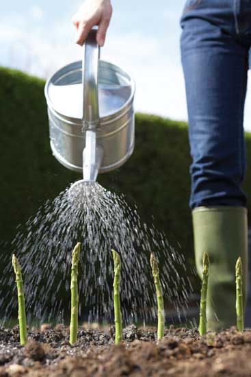 Growing asparagus
