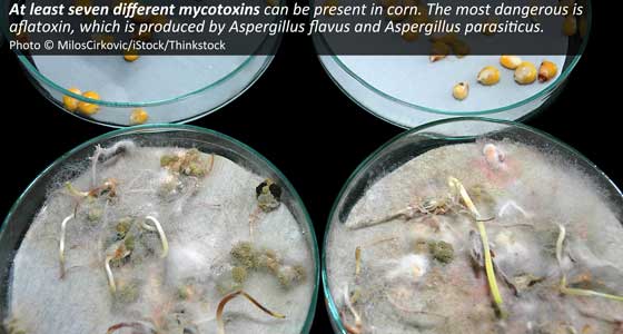 Corn molds with aflatoxin in Petry dish. &copy; MilosCirkovic/iStock/Thinkstock