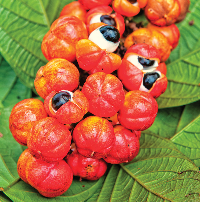 Guarana