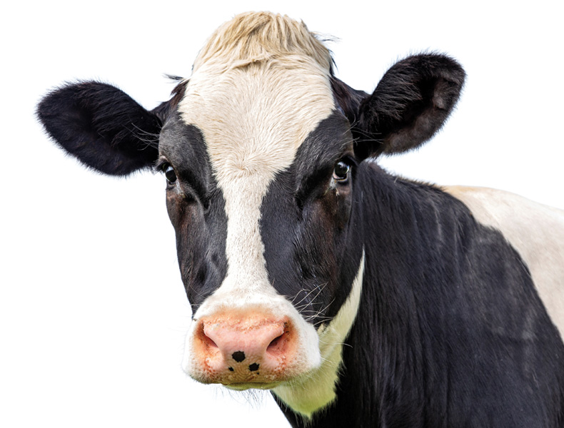 Cow