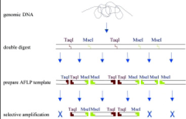 Fig. 2—Schematic illustration of the AFLP technique. 