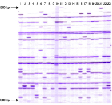 Fig. 3—AFLP analysis of 23 bacterial strains involved in manufacturing of a dairy product. Very distinct differences (mutations) characteristic for a particular strain can be detected.