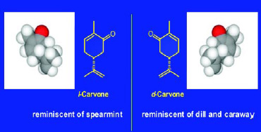 Fig. 7—Chirality of carvone. The two enantiomers have identical physical properties (boiling point, vapor pressure, etc.) but different olfactive qualities.