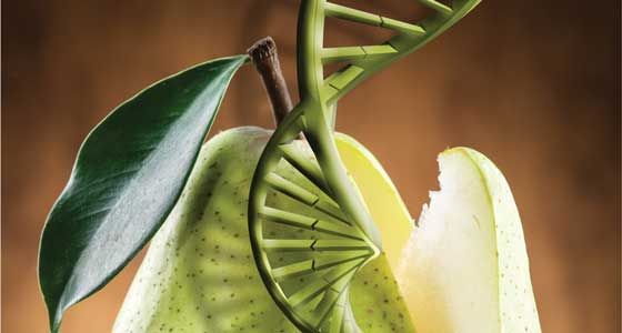 Pear and DNA