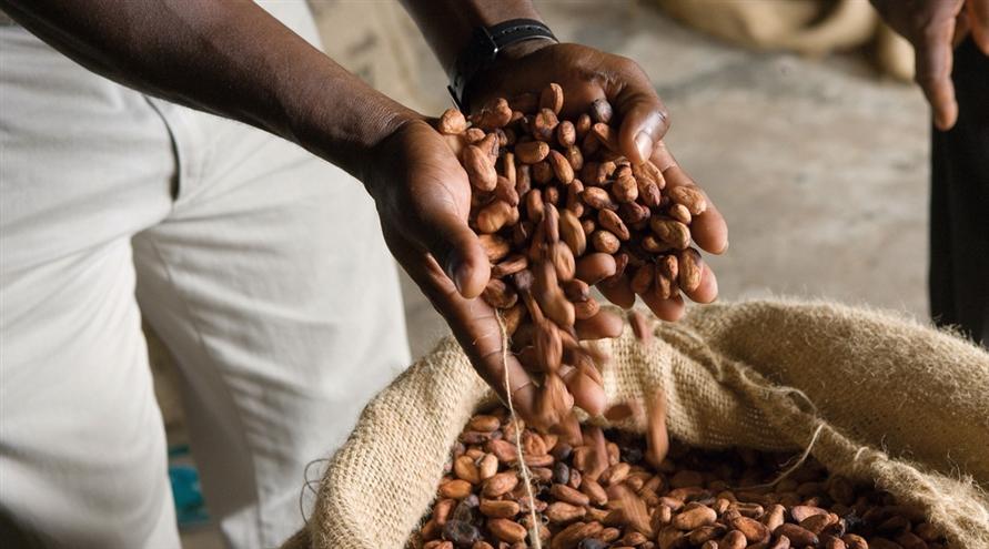 Cocoa Beans