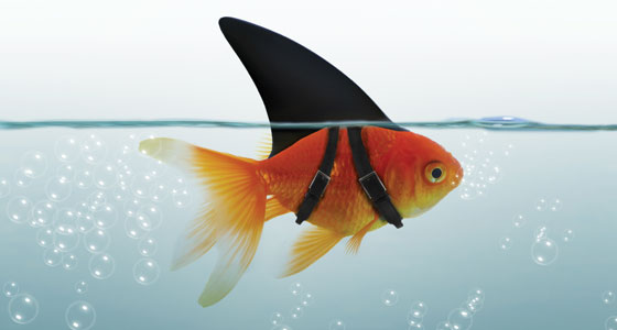 Goldfish wearing shark fin.