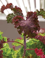Red leaf lettuce