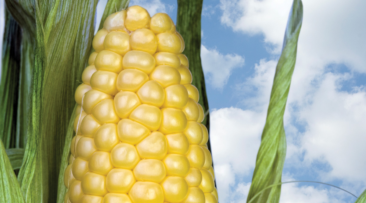 Inside Academics 16x9