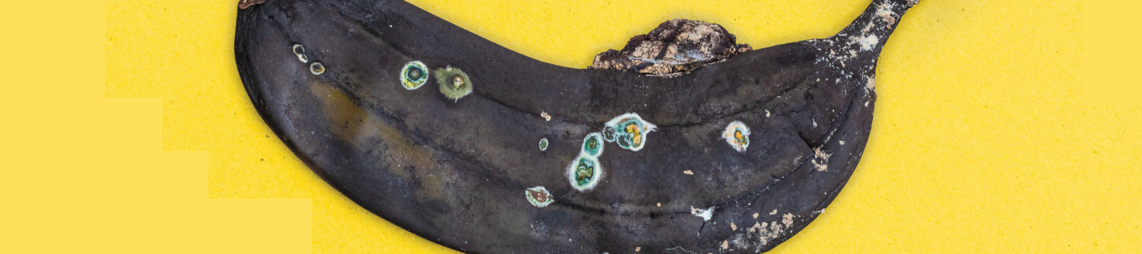 rotten bananna