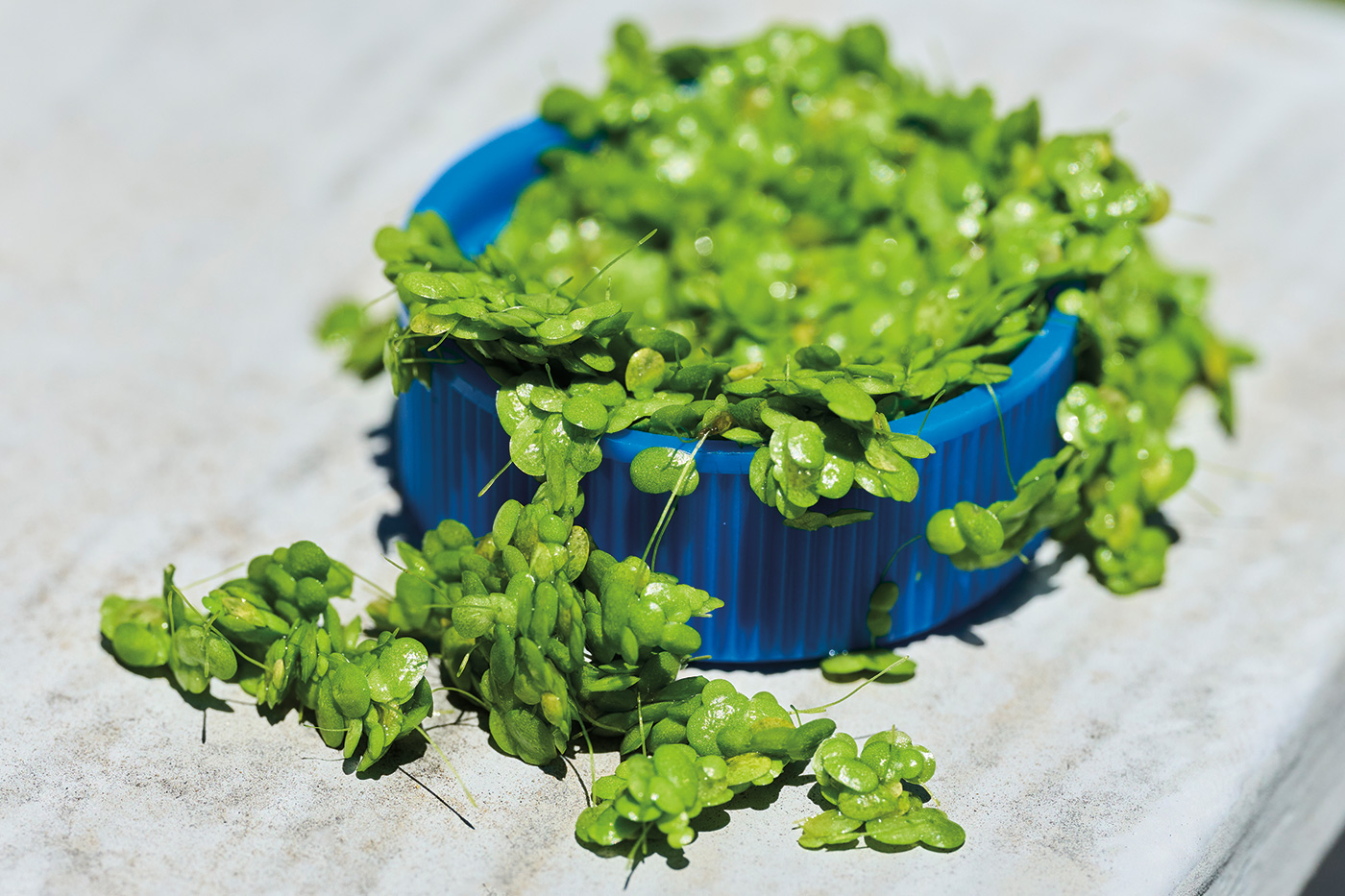 Fast-growing Lemna plant