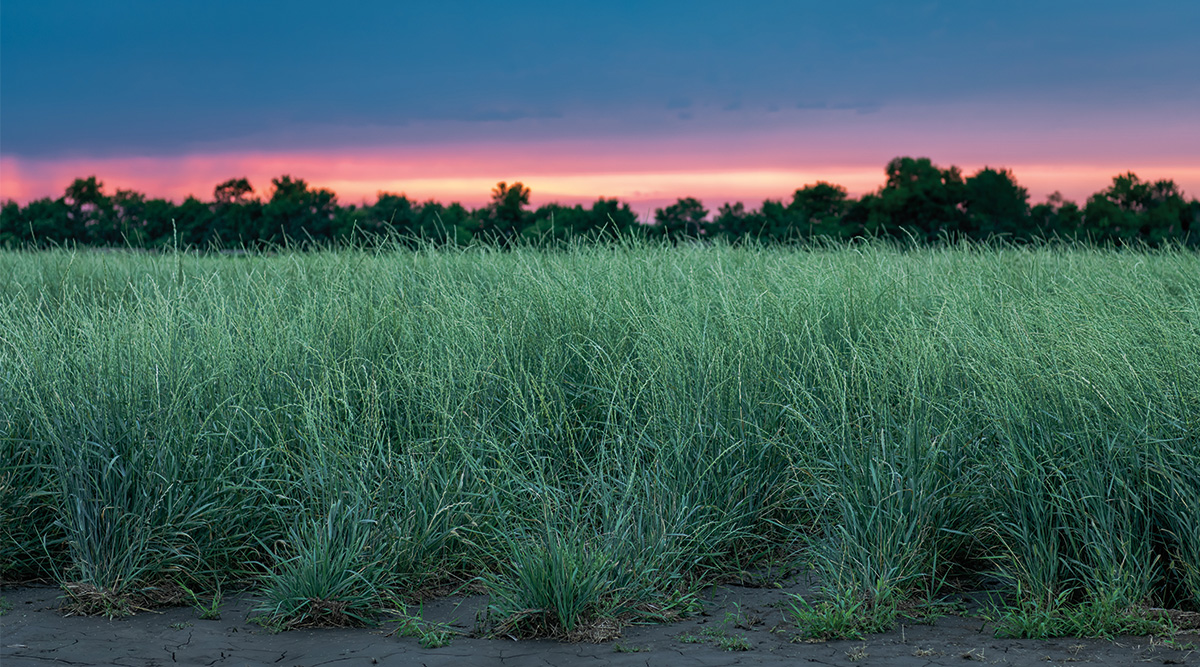 Developing the perennial grain Kernza into a viable crop