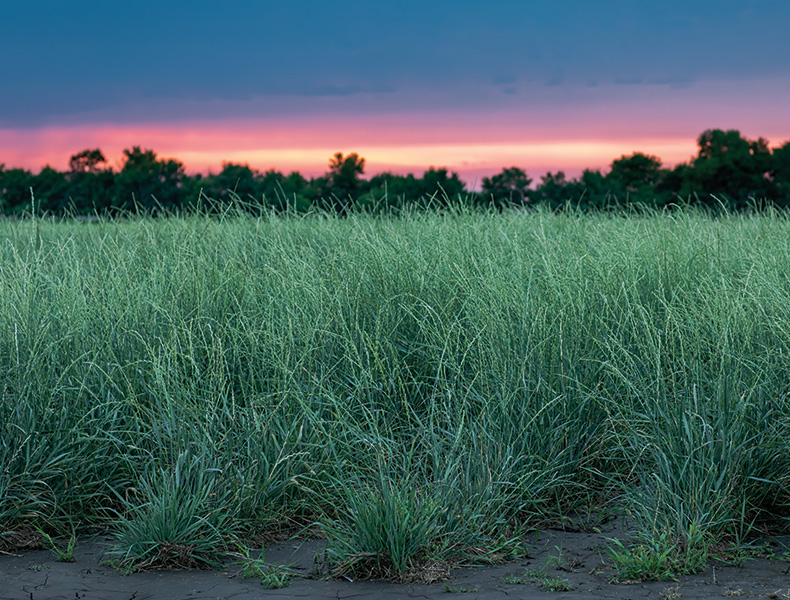 Developing the perennial grain Kernza into a viable crop