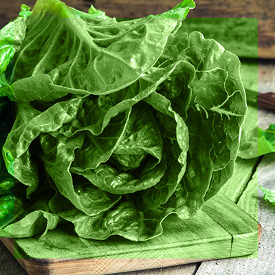 GFTC Leafy Greens Pilot