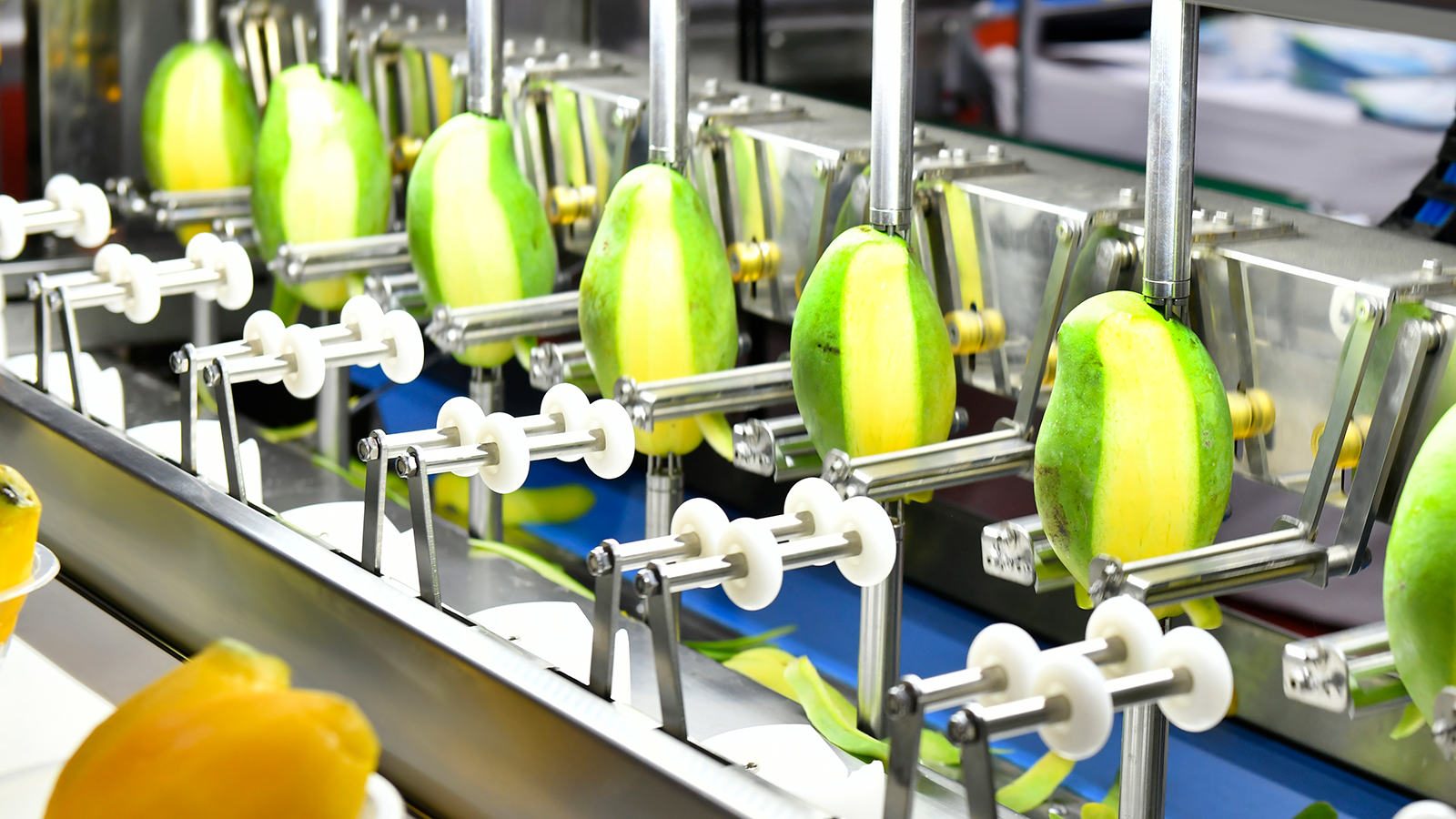 Omnivore Episode 22 mangos going through a factory line