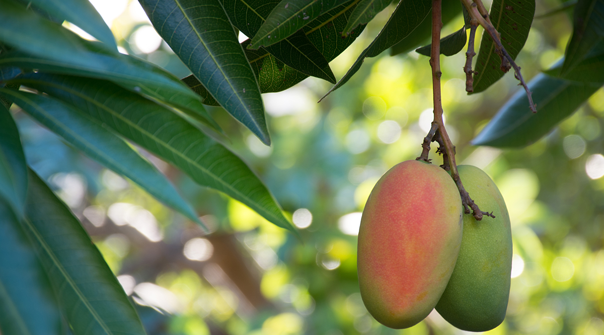 Mango Tree