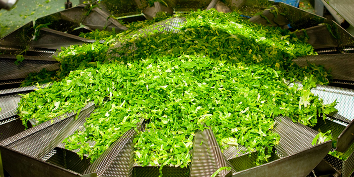 High-intensity ultrasound technology processing lettuce