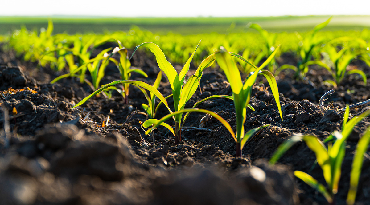 Plants growing from soil on a farm